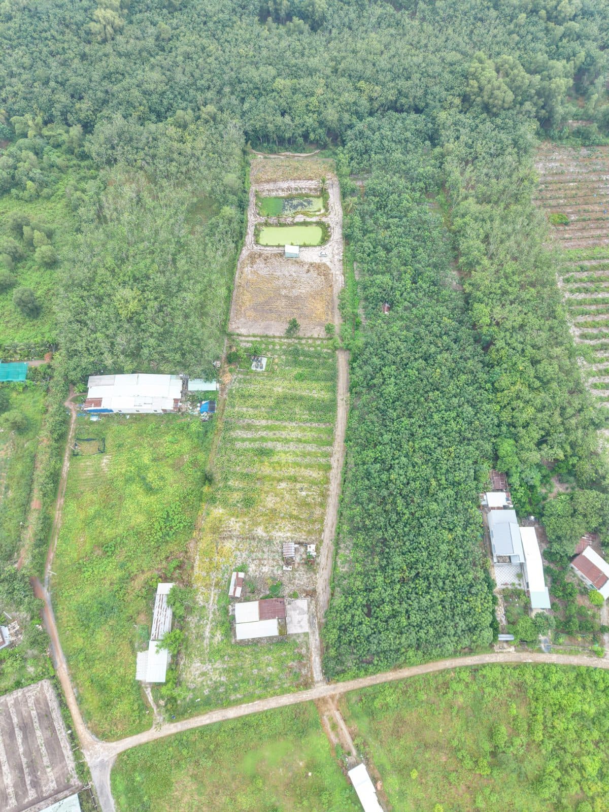 ĐẤT RẪY KCN MINH HƯNG - GIÁ RẺ tại Minh Hưng, Chơn Thành, Bình Phước - ảnh 3